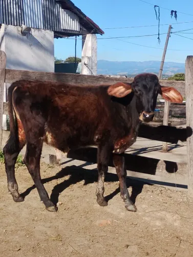 Bezerros