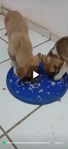 Doação cachorrinho