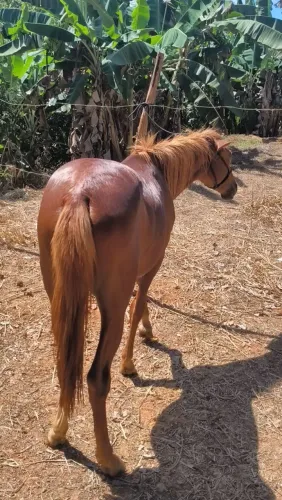 VENDO OU TROCO POTRA 1ANO E MEIO