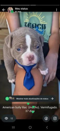 American bully lilac macho
