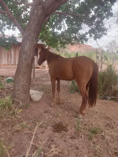 Cavalo inglês