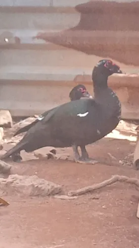 Patos com genética de Pato selvagem