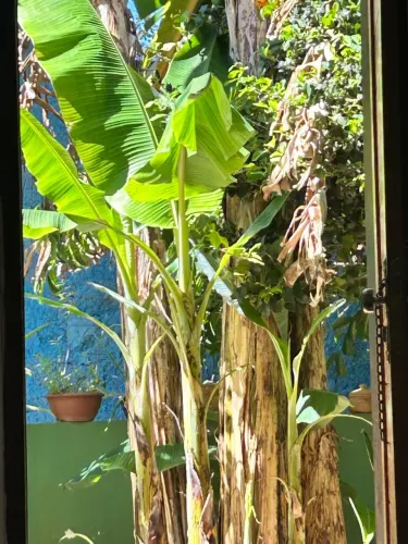 Muda Banana da Terra