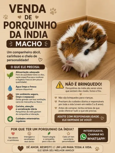 Porquinho da índia