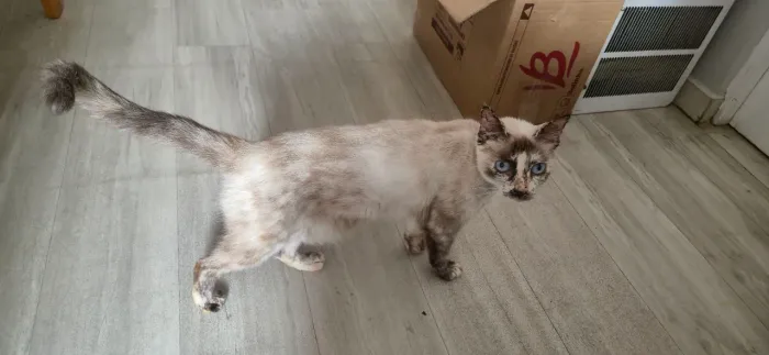 Doação de Gata ( Felipa )