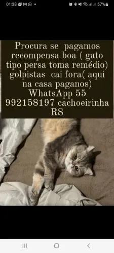 Procura se gato cara chata tipo persa CINZA