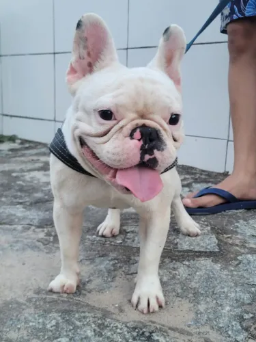 Canil Ambientar Animal, Economize com Inseminação, Bulldog Francês Disponível Cobertura