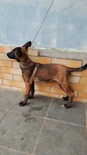 Pastor malinois