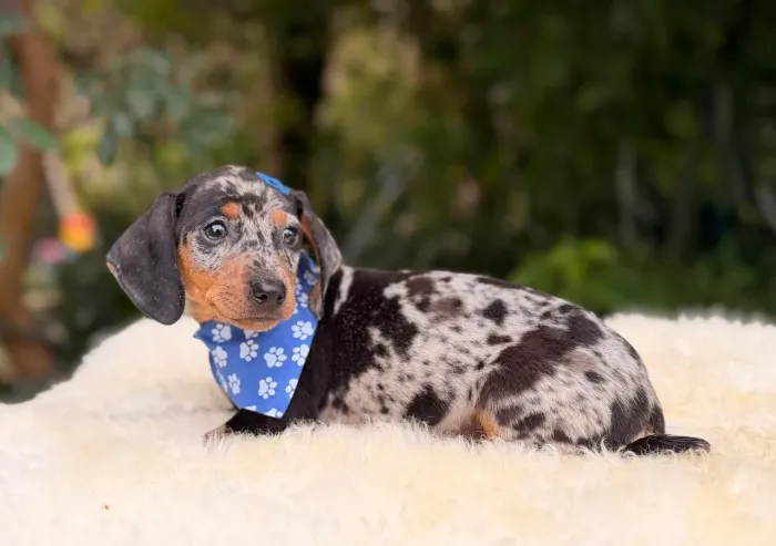 Dachshund Arlequim Mofadinho