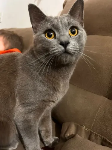 Gato macho de 10 meses para adoção - dócil e muito bonito