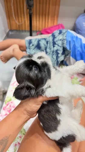 Shitszu
