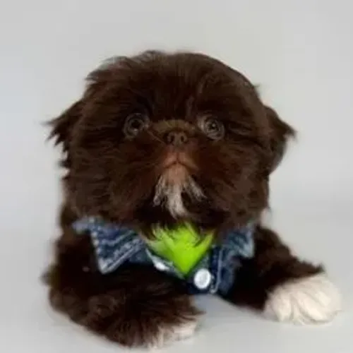 Shih Tzu,Shih Tzu Filhote Selecionado com Alta Procedência e Muito Encanto