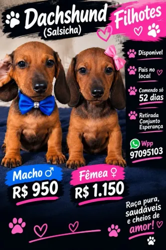 Cachorro salsicha dachshund filhotes