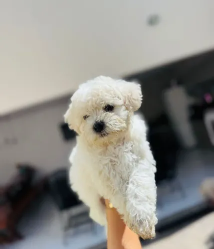 Filhote de poodle