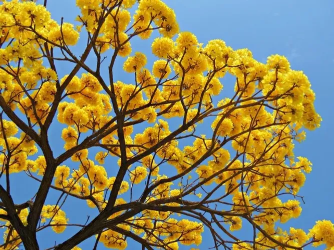 Mudas do ipê amarelo 2 metros 