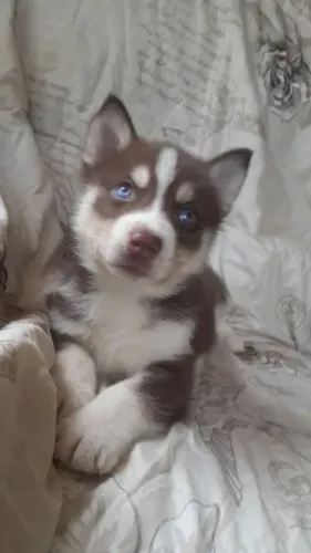 Filhote Husky Siberiano mais que perfeição