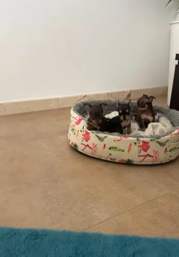 Pinscher- Fêmea e Macho cor chocolate e uma pretinha e canela com 53 dias- Dani