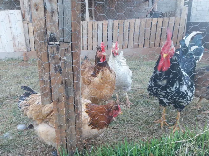 Galinhas GSB e galo GSB