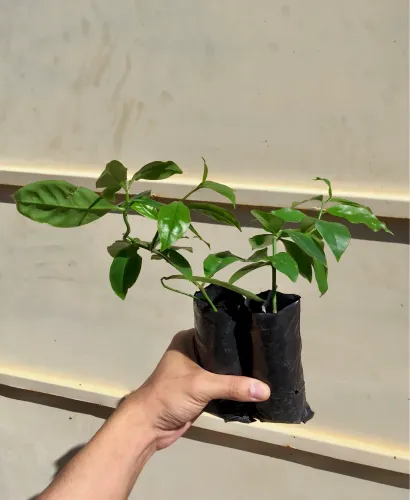 2 mudas de ora-pro-nobis - 10cm