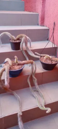 Cactos Rabo de Macaco - Charmosos e Exóticos