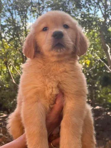 Golden Retriever Dourado com 50 dias - Entrega Garantida!