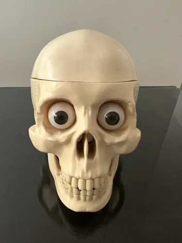 Crânio Salvat com olhos, dentes e cérebro.