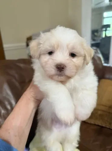Lhasa Apso Macho Creme - Vacinado, Vermifugado e com Suporte Veterinário