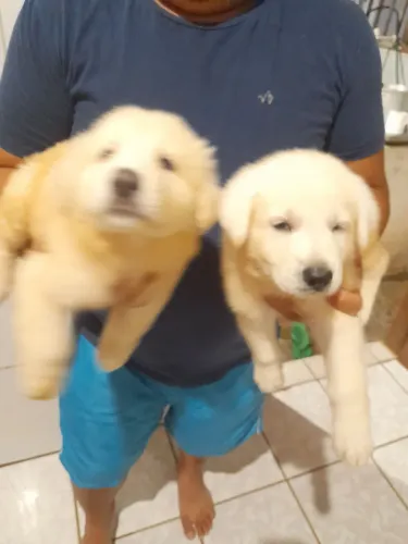 O números filhotes de pastor suíço puro