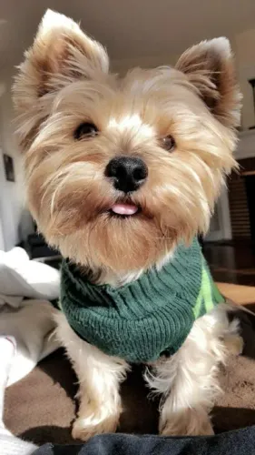 Filhotes Yorkshire Terrier vestindo verde