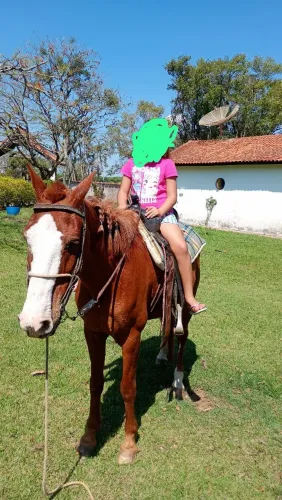 Cavalo quarto de milha 
