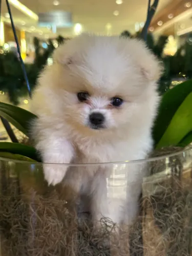 spitz alemão seu filhote ideal com garantias, vacina importada!