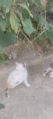 Doação responsável 