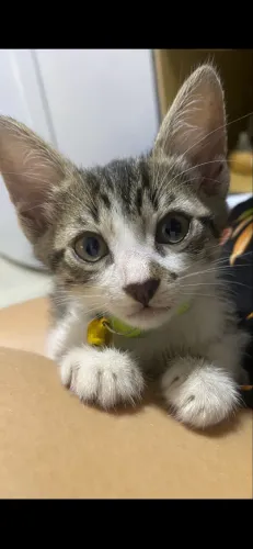 Doa-se gato