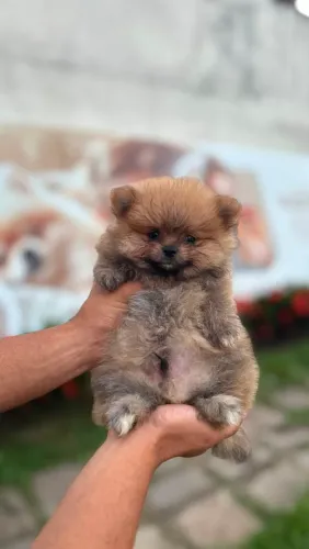Lulu da Pomerânia Linhagem Ursinho ? Filhote Macho de Alto Padrão