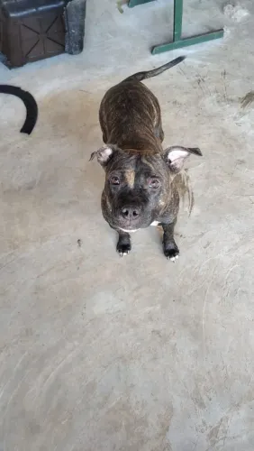 Animais de estimação 