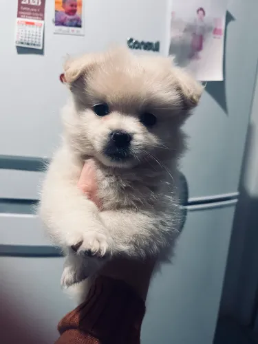 Vendo Lulu da pomeranea fêmea 3 meses 