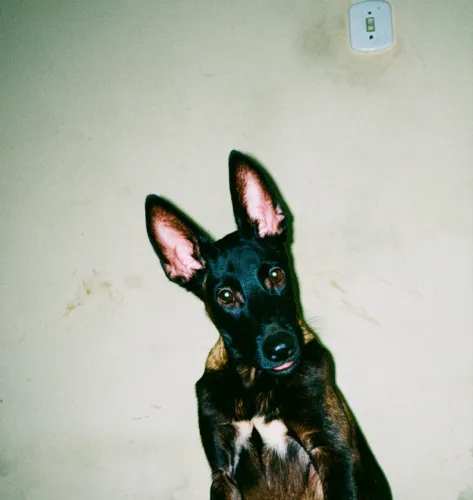 Filhote belga malinois