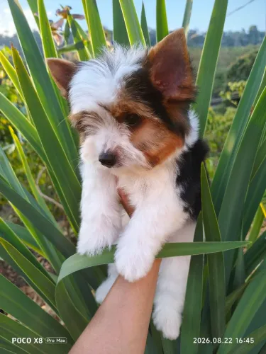 Yorkshire Biewer Terrier Machinho