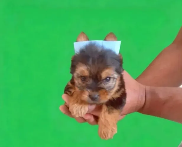 Filhote Yorkshire Terrier Macho