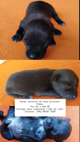 Pincher fêmea 