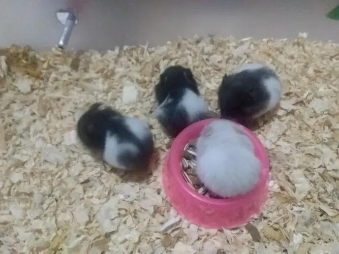Vende -se filhote de hamster sírio