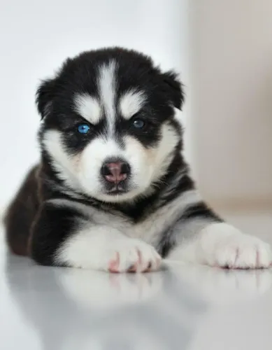 Husky siberiano