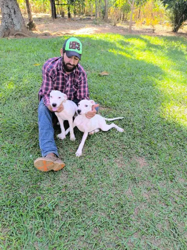 Dogo Argentino 
