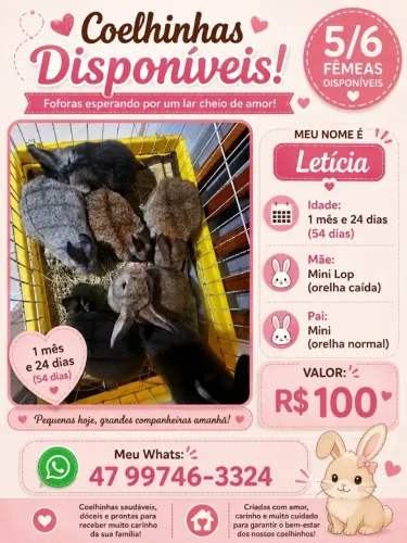 Filhotes a venda