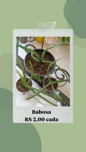 VENDE-SE PLANTA BABOSA