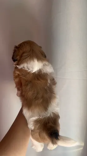Shihtzu fêmea