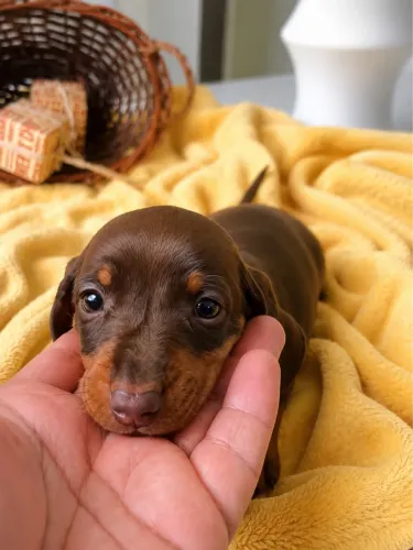 Dachshund Salsicha Fêmea Chocolate Disponível