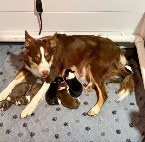 Filhotes de Border Collie | Fofura que conquista qualquer olhar.