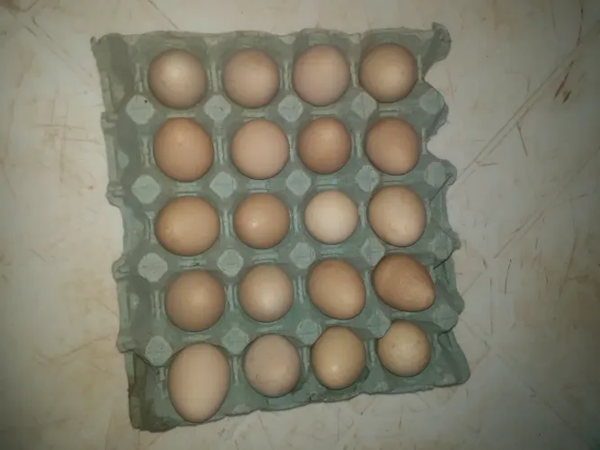 OVOS DE GALINHA DA ANGOLA.