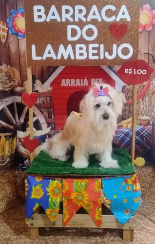 Maltês Fêmea